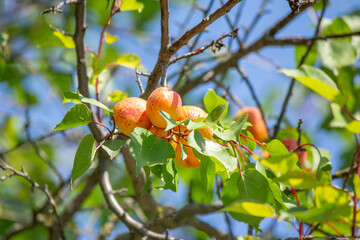 Ripe orange apricot on a blue sky background