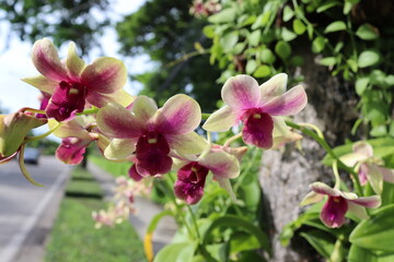 Orchid flowers purple blooming on green leaves and tree closeup in the Thailand garden.