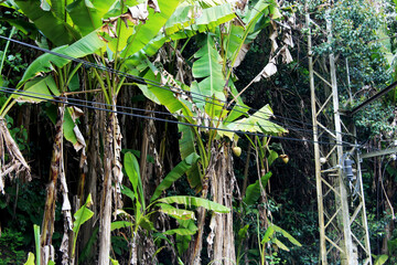 Exotic trees with huge leaves. Coconut tree
