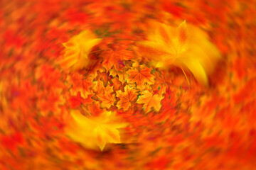 Swirly twisted autumn falling leaves