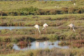Fototapeta premium flamencos en humedal del delta del ebro