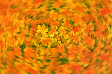 Swirly twisted autumn fallen leaves