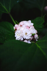 pink rose flower