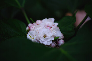 close up of a pink flower