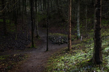 Spooky winter forest with stones in it