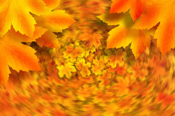 Naklejka na ściany i meble Large autumn leaves against swirly twisted