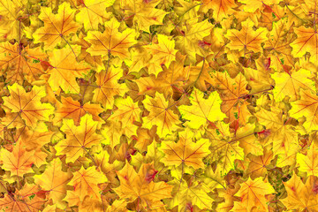 Naklejka na ściany i meble Autumn fallen leaves as background, texture