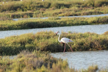flamencos en humedal del delta del ebro