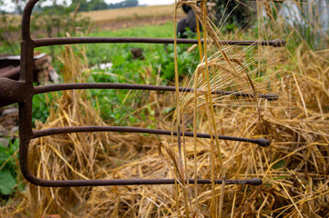 Pitchfork in an agricultural field after harvest