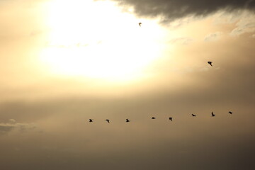 pajaros volando al atardecer en el delta del Ebro