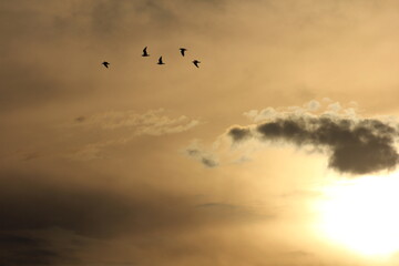 flamencos y pajaros volando al atardecer