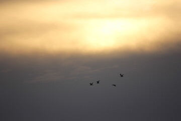 flamencos y pajaros volando al atardecer