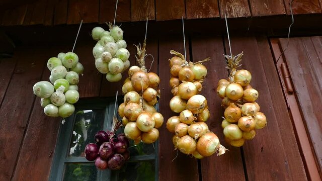 Closeup of bunch of onions (Allium cepa) drying on wooden background. Harvest time Hanging to dry. Pile of yellow, red, white common onion bulbs hangs on old barn. Rich in vitamins. Cure for cold, flu
