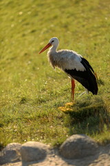 
stork walks in the field