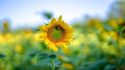 Close-up of sunflower natural background. Sunflower blooming in summer