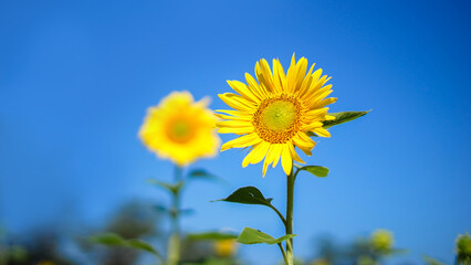 Close-up of sunflower natural background. Sunflower blooming in summer