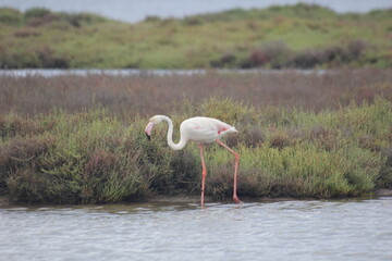 flamencos en humedal del delta del ebro