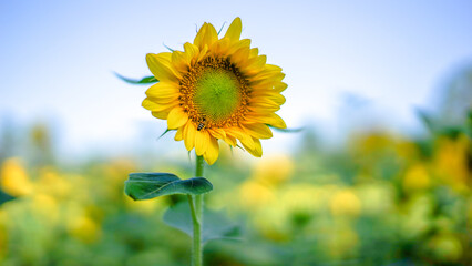 Fototapeta premium Close-up of sunflower natural background. Sunflower blooming in summer