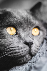 Portrait of British shorthair grey cat with big wide face