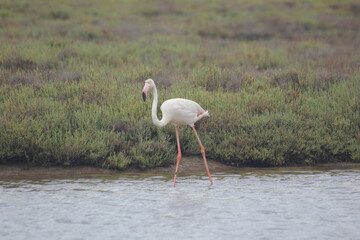 flamencos en humedal en el delta del Ebro