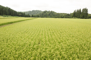 コシヒカリの田園風景