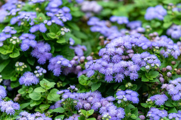 Obraz premium Purple flowers of Flossflower, Ageratum houstonianum