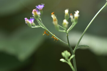 flower in the grass