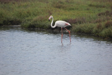 flamencos en humedal en el delta del Ebro
