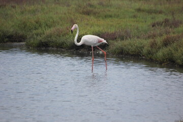 flamencos en humedal en el delta del Ebro