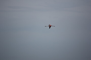 flamencos volando en el delta del ebro