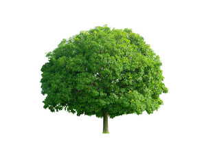 Green Tree