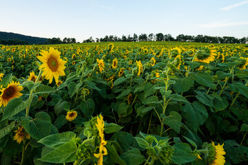 Fototapeta na wymiar Field of sunflowers