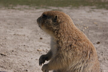 prairie dog eating