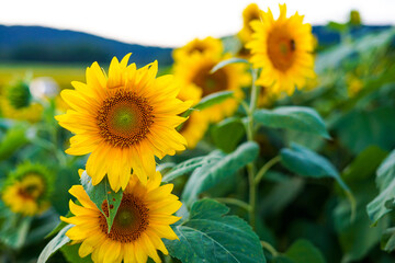 Field of sunflowers
