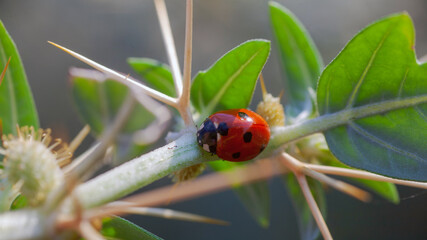 Lady Bug in Cactus Thorns Cockle thorny golden thorn - Xanthium spinosum L.