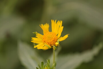 yellow flower on green background
