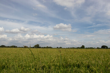 Green field and sky with white clouds.