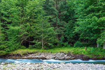 Obraz na płótnie Canvas Mountain river on the background of a fir forest.