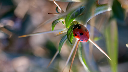 Lady Bug in Cactus Thorns Cockle thorny golden thorn - Xanthium spinosum L.
