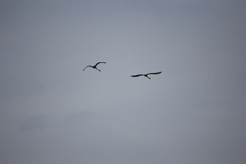 flamencos volando en el delta del ebro