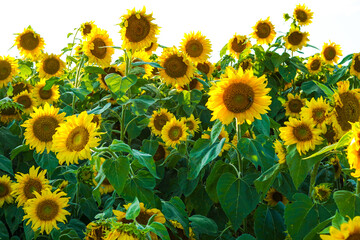 Field of sunflowers