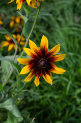 Sunflower in the field of sunflowers