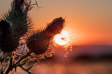 sonnenuntergang