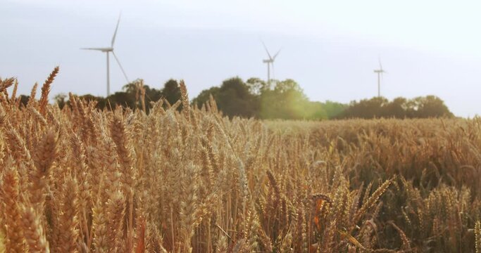 Ripe spikelets of wheat in a field at sunset.  The Wind Flutters the Ears of Wheat at Sunset. Backdrop of Ripening Ears of Yellow Wheat Field on the Sunset Cloudy Blue Sky Background.