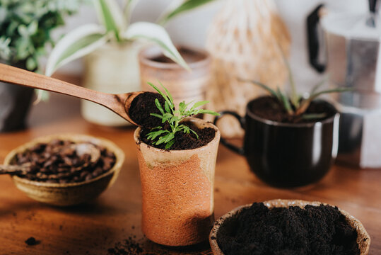 Using Used Coffee Grounds As Fertilizer