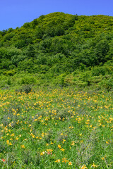 雄国沼のニッコウキスゲの群生