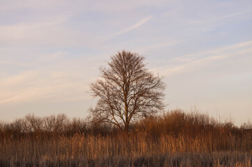 Fototapeta premium A lonely tree surrounded with dry grass and bushes