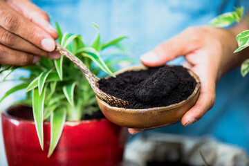 Using used coffee grounds as fertilizer