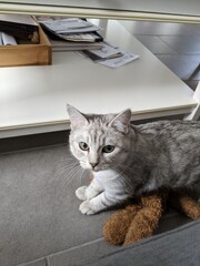 White cat looking at you