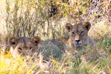 young lions (Panthera leo) without a mane resting in shade in natural habitat Savuti game reserve. Botswana Africa safari wildlife